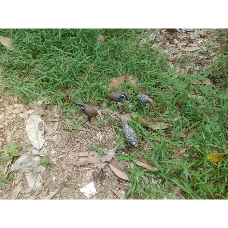 jontrot burung sintar ladang