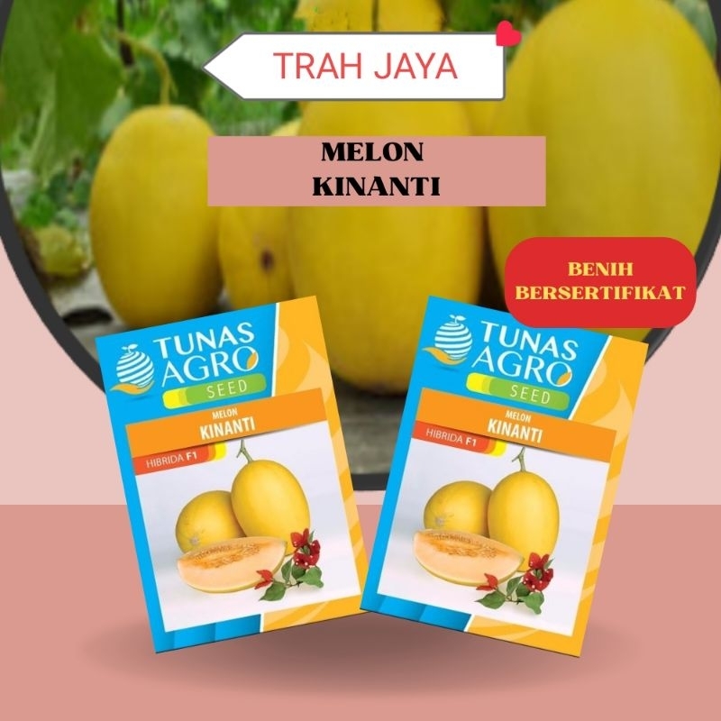 BENIH MELON KINANTI ECER 50 BIJI