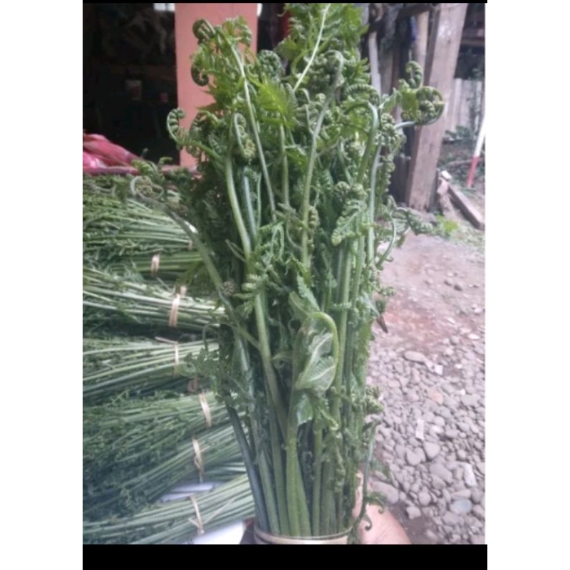 

pakis sayur segar 1 kg
