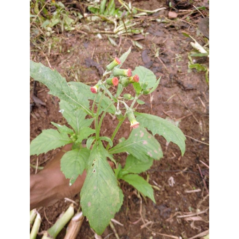 

daun sintrong 500 gram