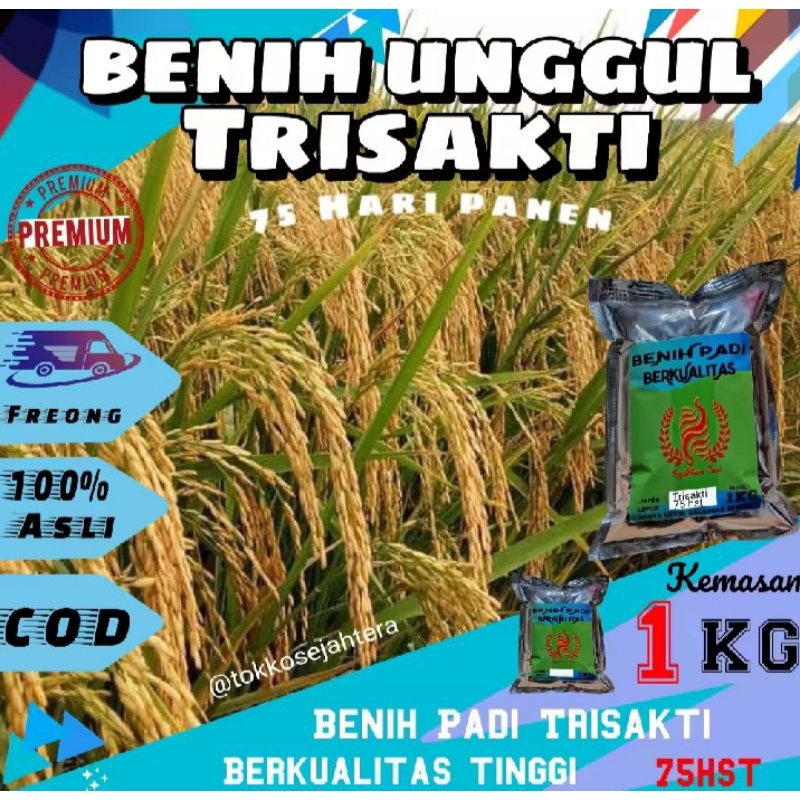 BENIH BIBIT PADI UNGGUL TRISAKTI 75 HARI PANEN KEMASAN 1KG