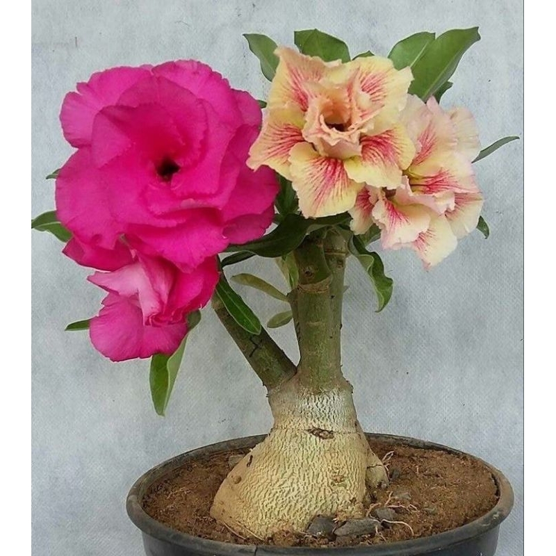 promoo bibit bonsai adenium bunga tumpuk 2 warna - adenium bunga  - bonsai adenium