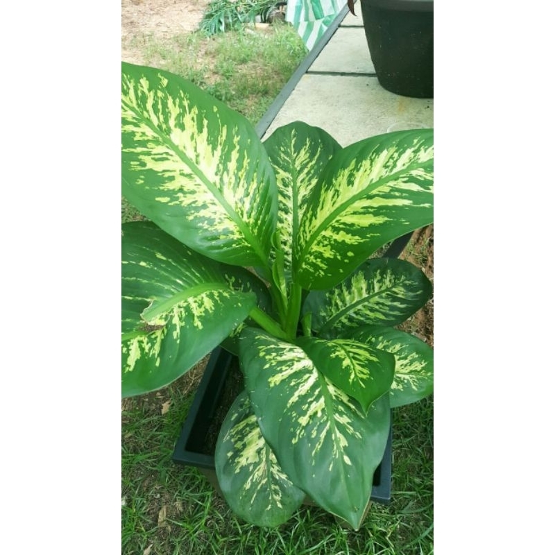 promo tanaman hias blanceng aglonema beras tumpah - blanceng beras tumpah