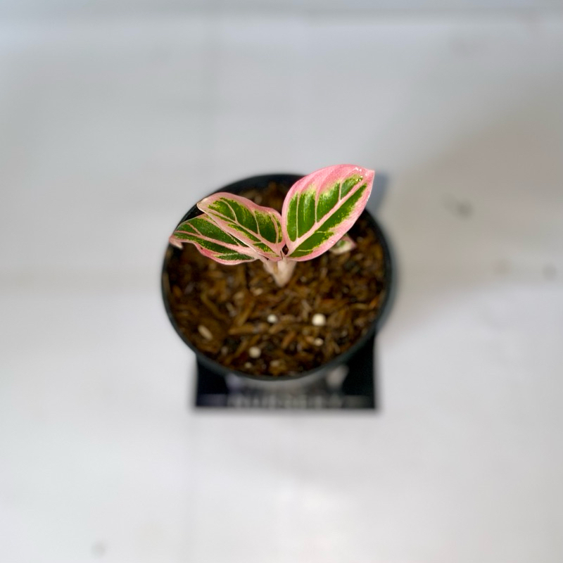 Aglaonema lotus delight