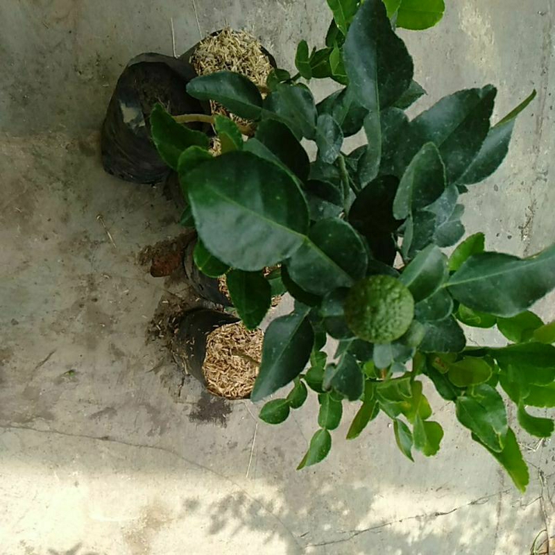 

Tanaman pohon daun Jeruk purut