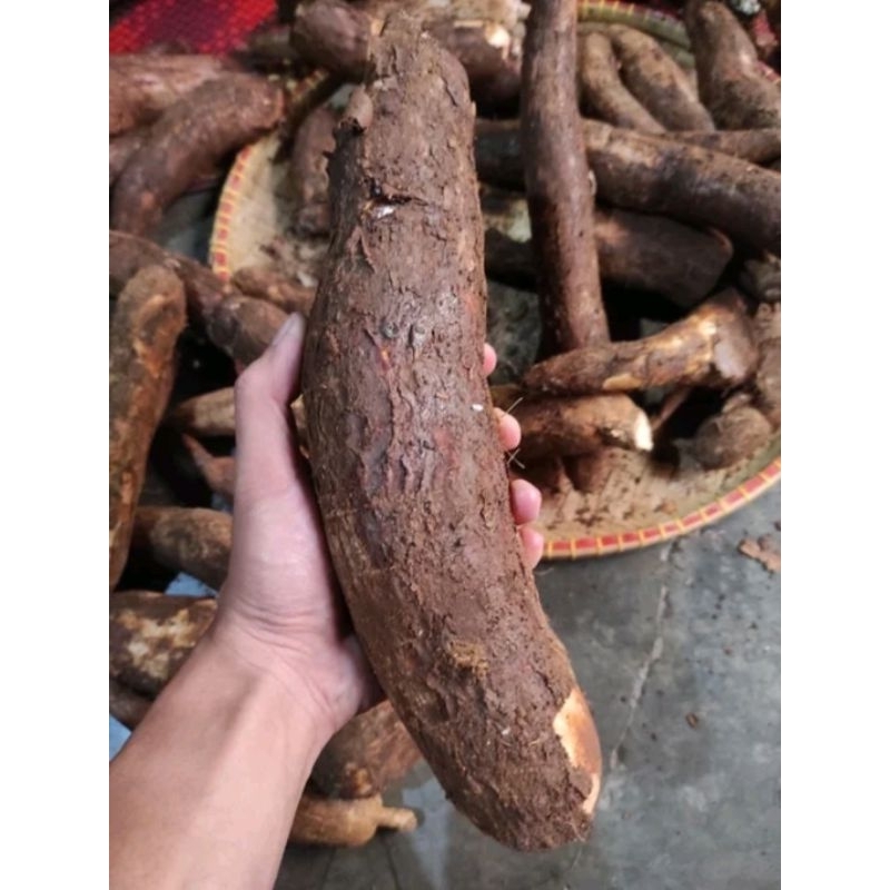

SINGKONG MENTAH SUPER ASLI BOGOR