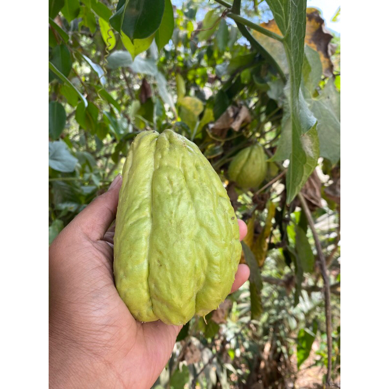 

labu siam / jipang 1kg dijamin segar