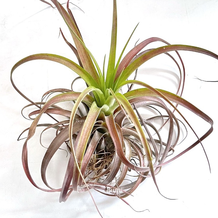 BUMI ORCHIDS Tillandsia 'Love Knot' (capitata Orange x streptophylla) - AIR PLANTS Tanaman Udara Orc