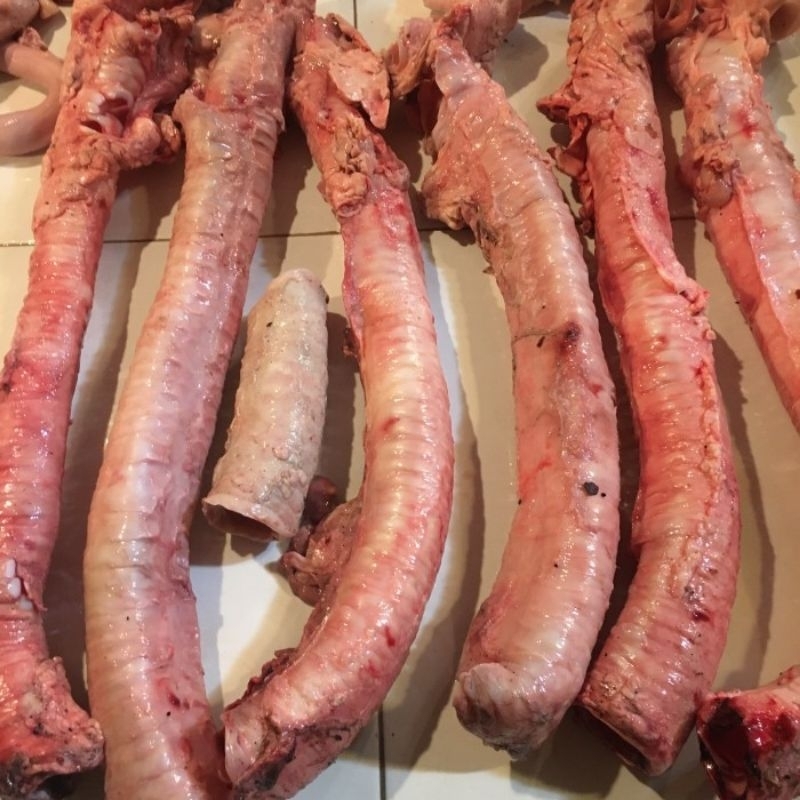 

kerongkongan trakea sapi