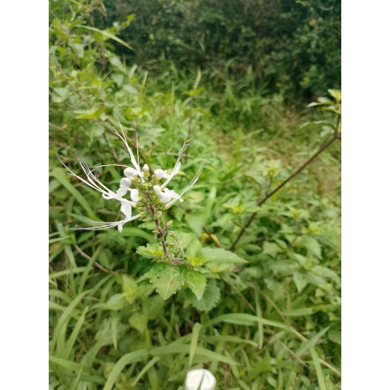 

daun kumis kucing perpohon