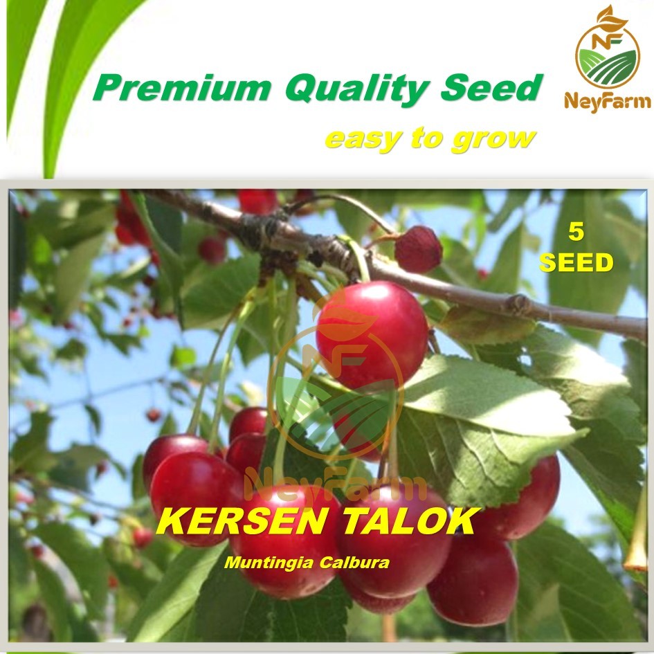 Benih Kersen Talok Benih Biji Buah Talok 50 Biji Unggul Berkualitas