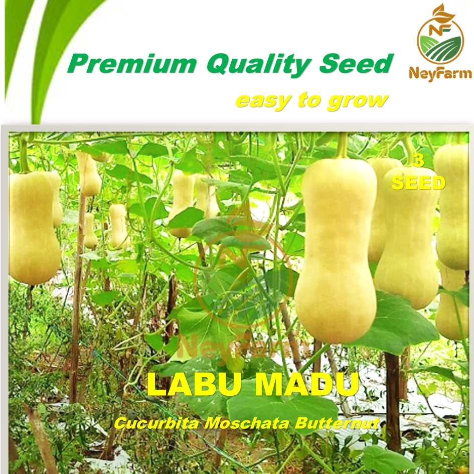 Benih Labu Madu Benih Biji Buah Labu Madu 3 Biji Unggul Berkualitas