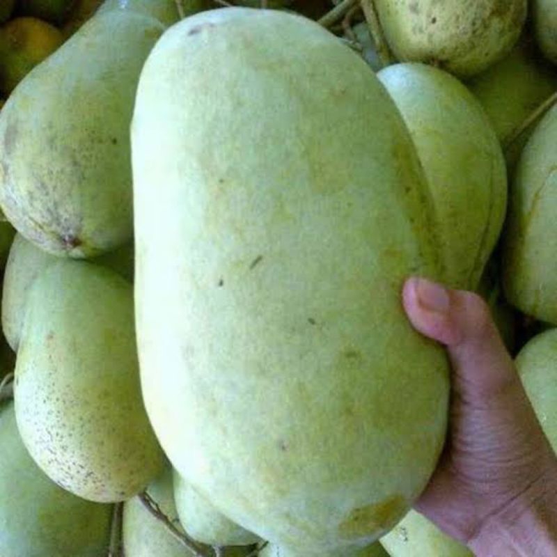 

mangga gajah/mangga super 4kilo/mangga besar2