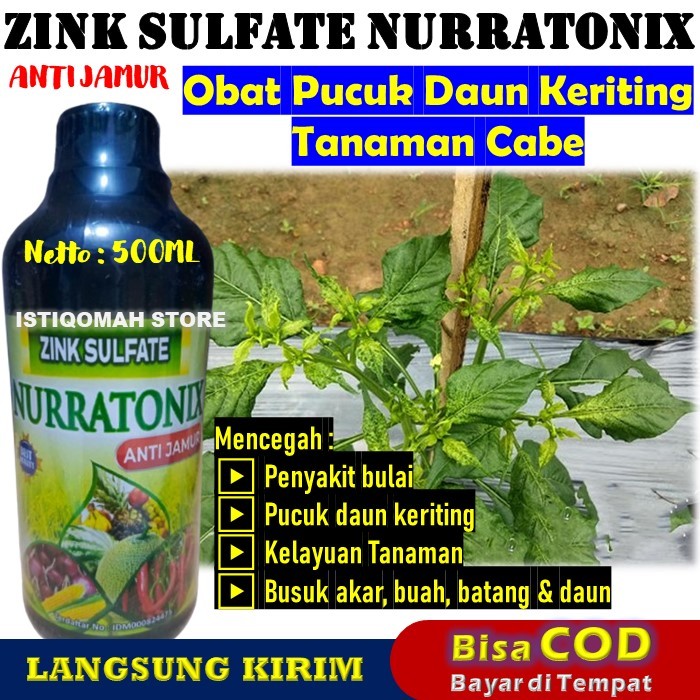 Obat Pucuk Daun Keriting Pada Tanaman Cabe Paling Ampuh ZINK NURRATONIX 500ML Pupuk Semprot Pencegah