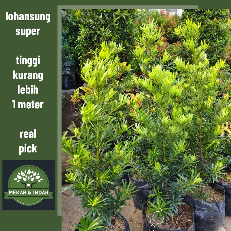 Tanaman hias lohansung taiwan, pohon lohansung taiwan