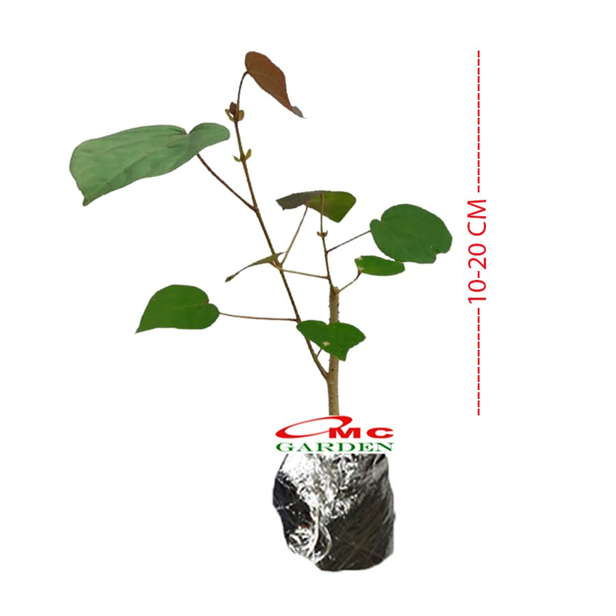 Tanaman Hias Bibit Bahan Bonsai Waru Merah Pohon Waru Merah Super Red 1020