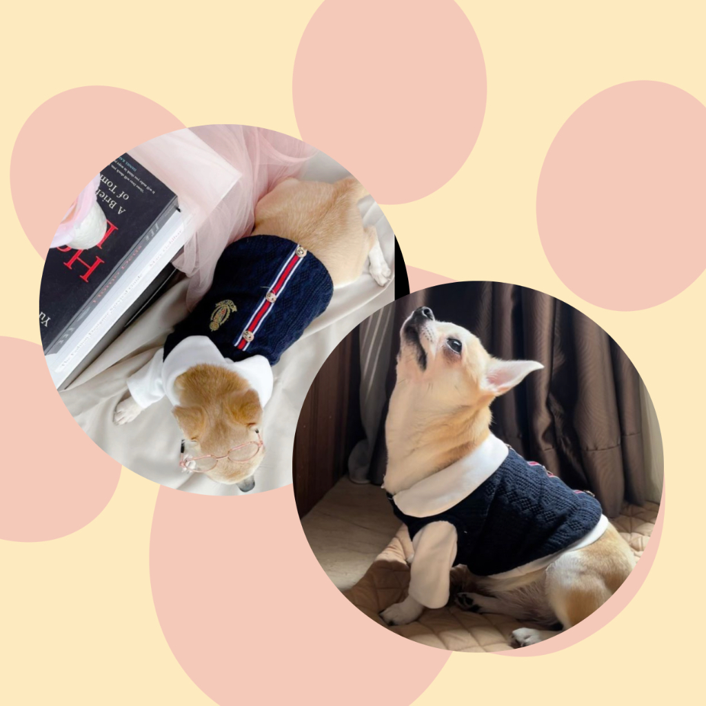 Baju Anjing Kucing Kecil Besar Lucu Satu Set Korea Cewek By Pawattire