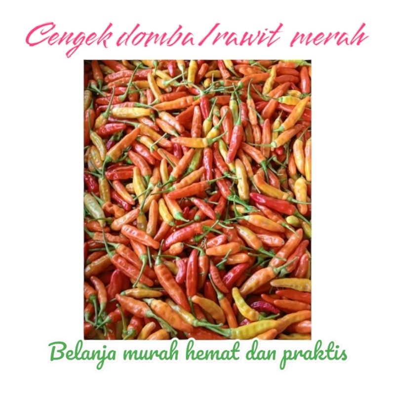 

rawit setan/cengek domba/crm