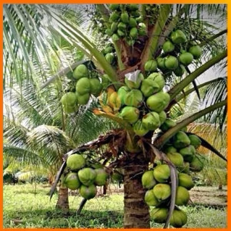 bibit kelapa genjah entok super genjah