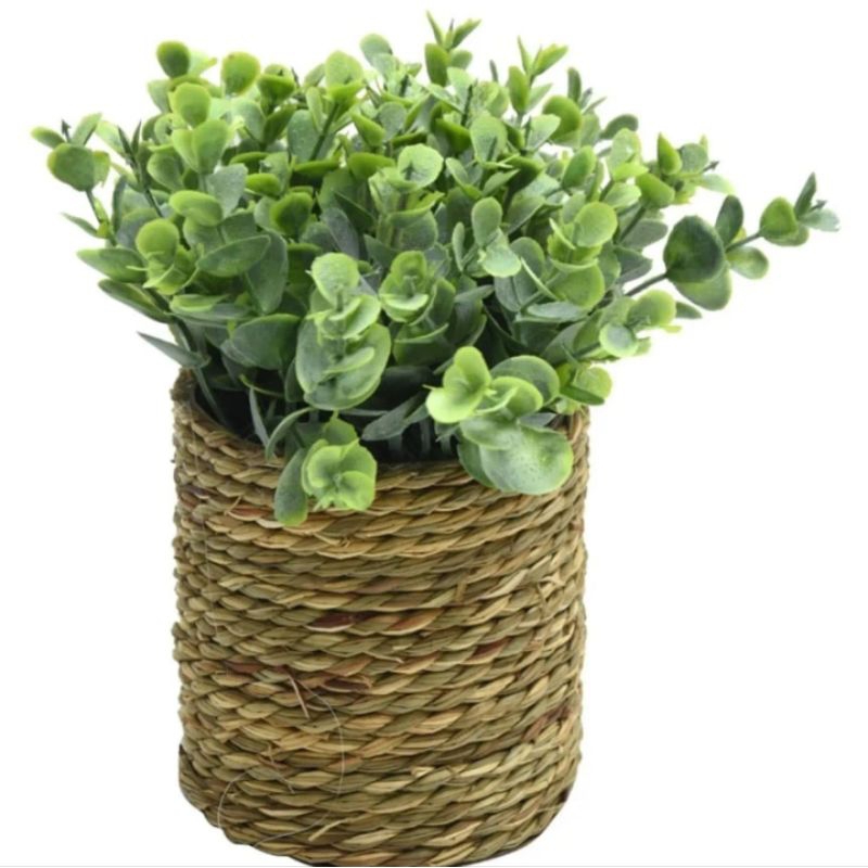 INFORMA TANAMAN HIAS//TANAMAN HIAS//TANAMAN BUNGA