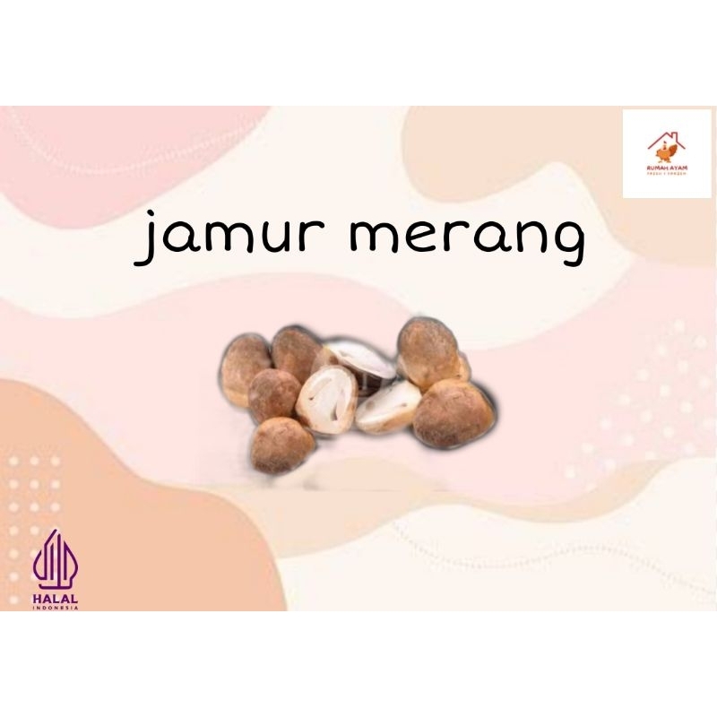

JAMUR MERANG
