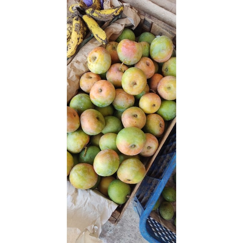 

mangga apel segar per 5kg murah