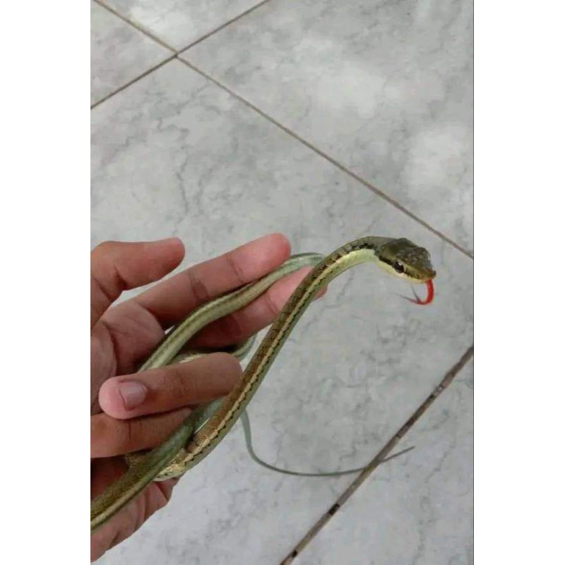 tali picis / jinak / reptil aman
