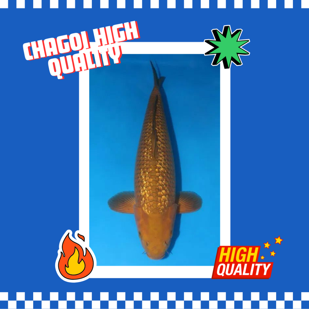 Ikan Koi Cagoi Grade A  - Asli Blitar SQ HQ Bergaransi