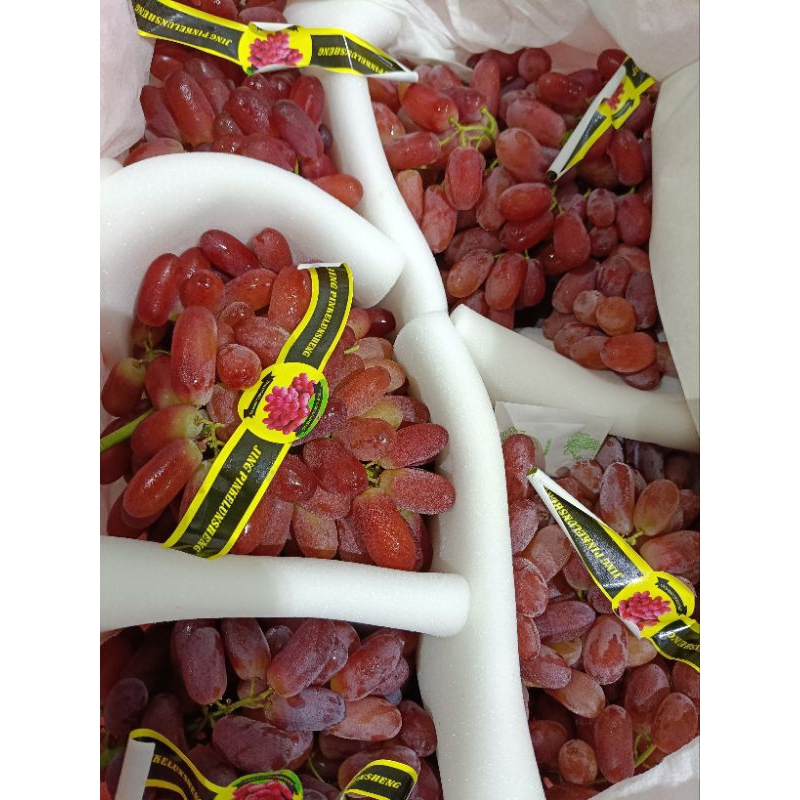 

Buah anggur jari tanpa biji/red