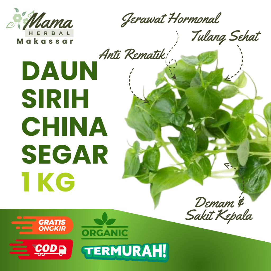 

Daun Sirih China Segar 1 KG Ketumpang Air Cina Fresh Baru Petik Herbal Anti Jerawat COD Makassar