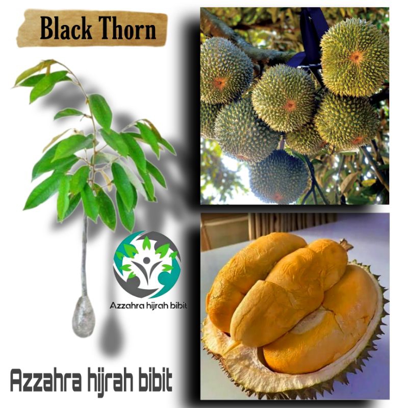 benih bibit durian Black Thorn/bibit tanaman buah durian black Thorn/bibit tanaman asli okulasi