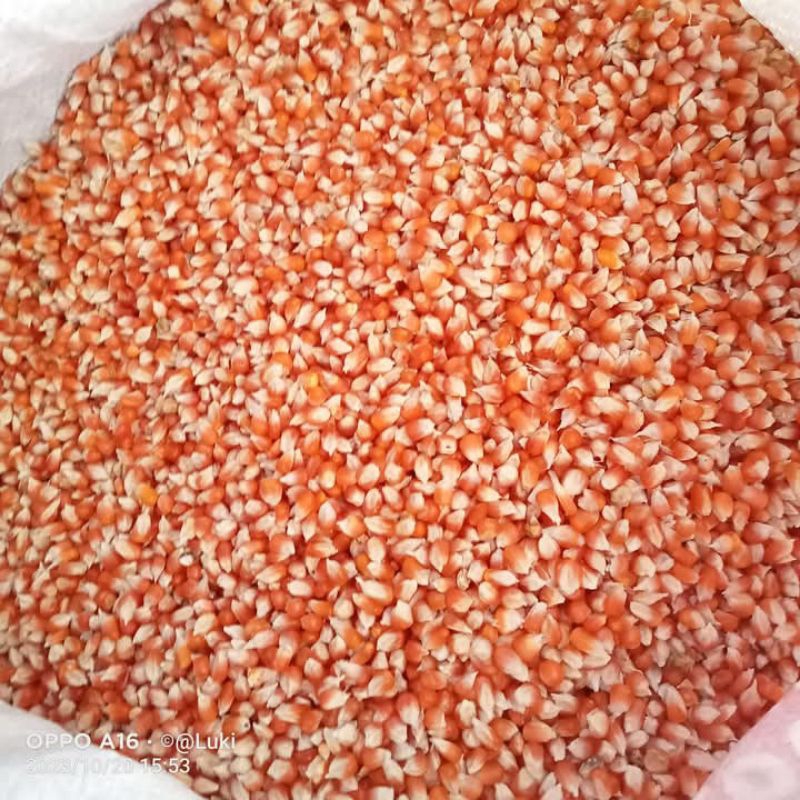 jagung kristal ..jagung dara jagung burung merapati