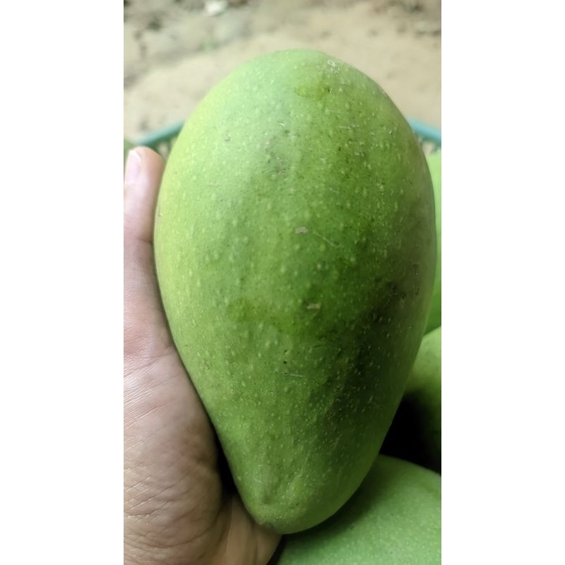

MANGGA MUDA HARUM MANIS ASLI PROBOLINGGO, MANGGA RUJAK, FRESH DARI POHON
