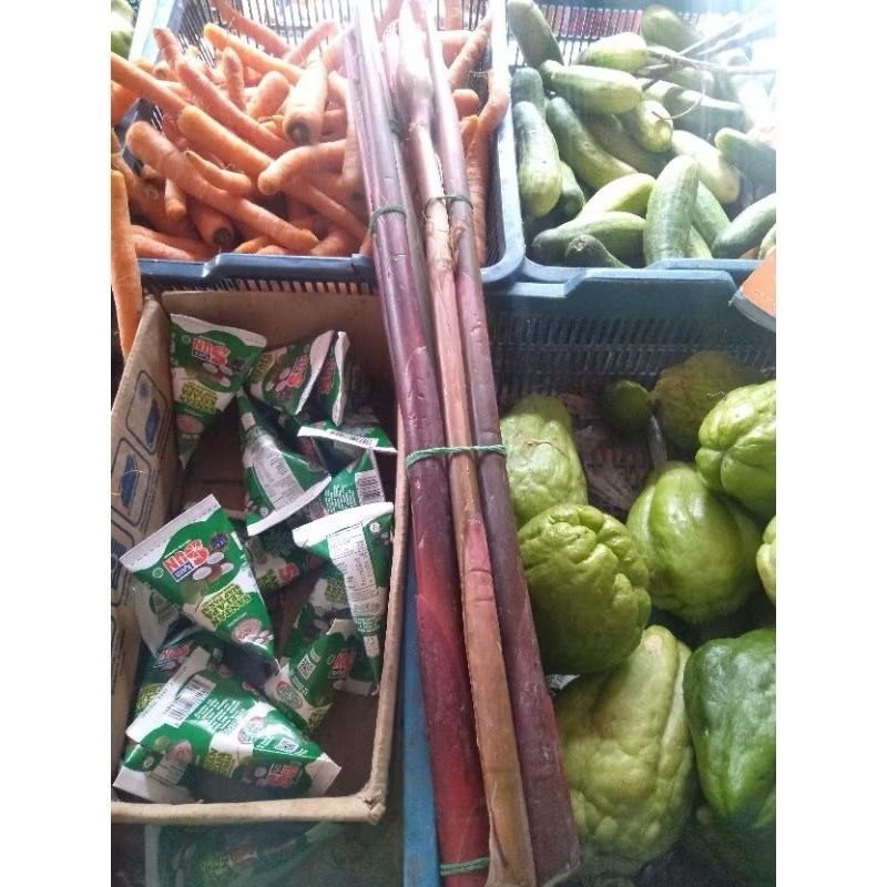 

kecombarang per batang / batang kecombarang
