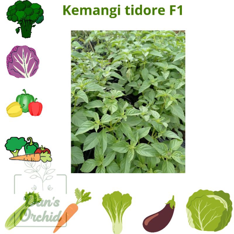 benih kemangi tidore F1
