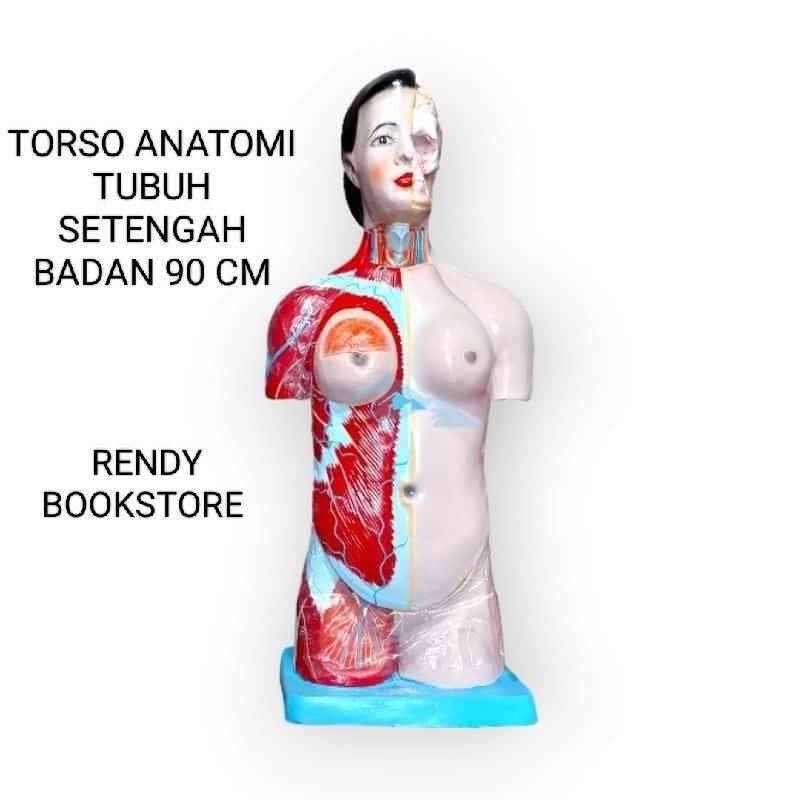 

ALAT PERAGA PENDIDIKAN ANATOMI TORSO TUBUH WANITA LAKI LAKI SETENGAH BADAN 90 CM