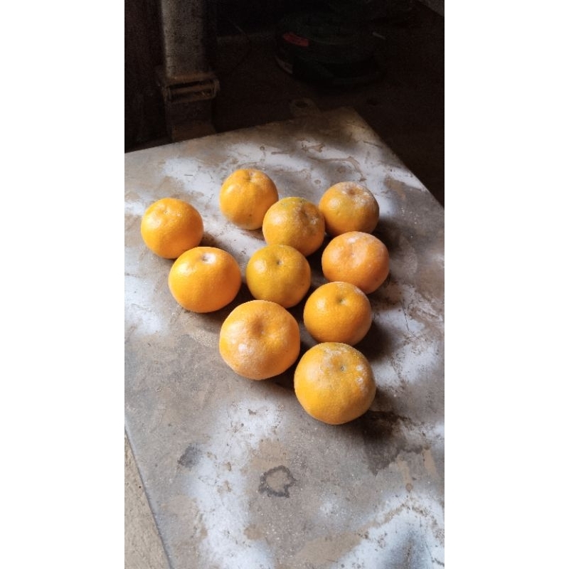 

JERUK SIEM MADU MALANG