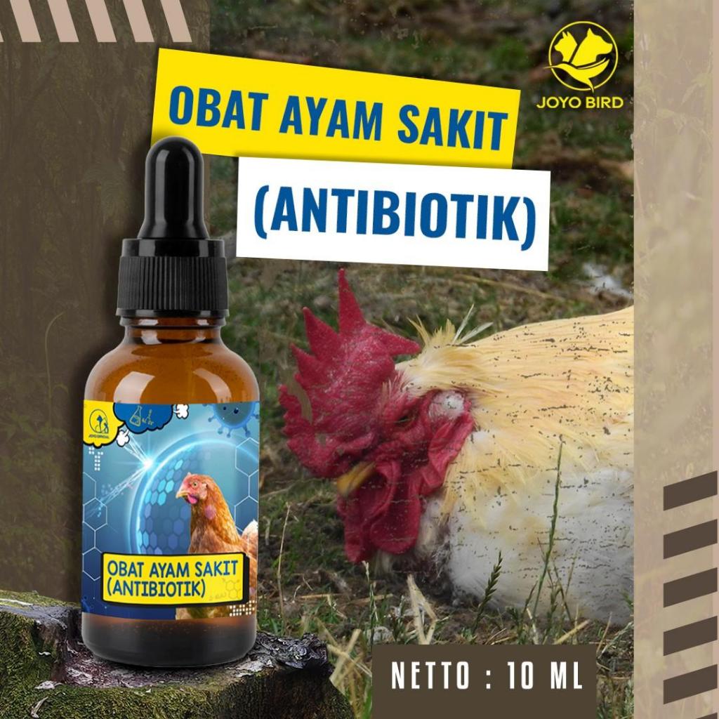 OBAT AYAM SAKIT (ANTIBIOTIK) | METABOLISME | SERUM ANTIBIOTIK | AYAM LESU | AYAM KURANG AKTIF | AYAM