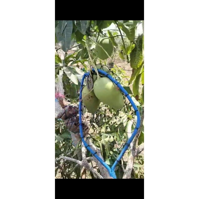 orok mangga murah
