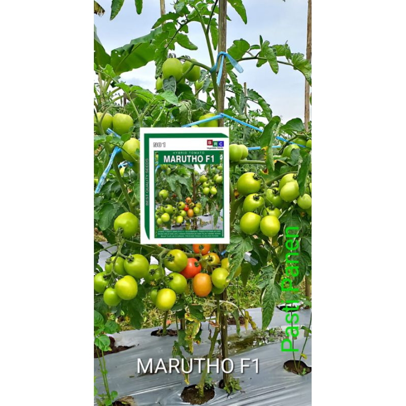 Shopritz Benih Tomat Hybrid Marutho F1 Brc Isi 5 Gram 1800 Butir Benih Tomat Sayur, Dataran Rendah