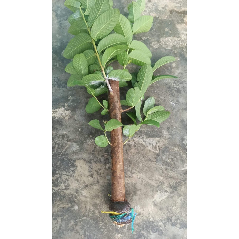 jambu kristal merah jumbo besar