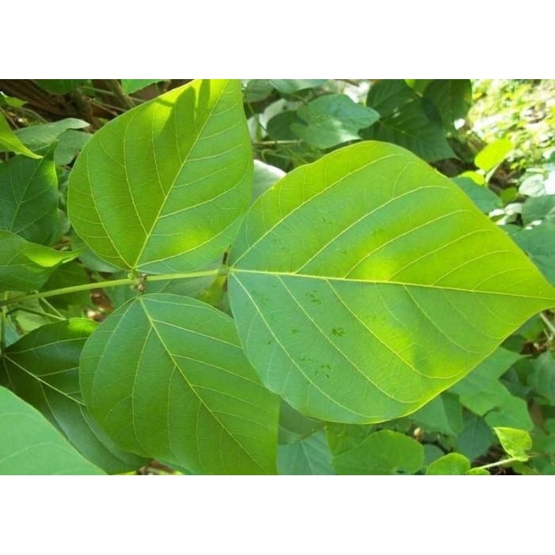 

DAUN DADAP SEGAR FRESH MURAH 30 lembar