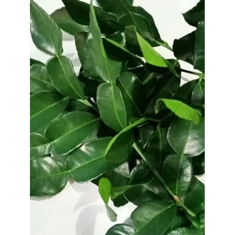 

Daun Jeruk Pecel Purut Segar Baru Metik