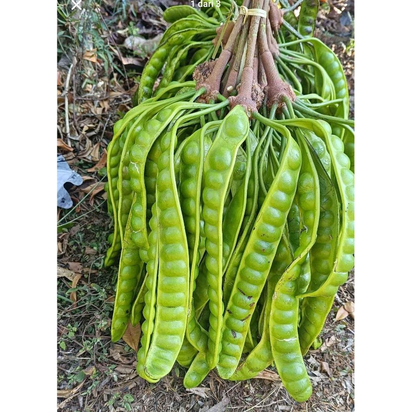 

PETE/PETAI ukuran sedang perpapan/lonjor