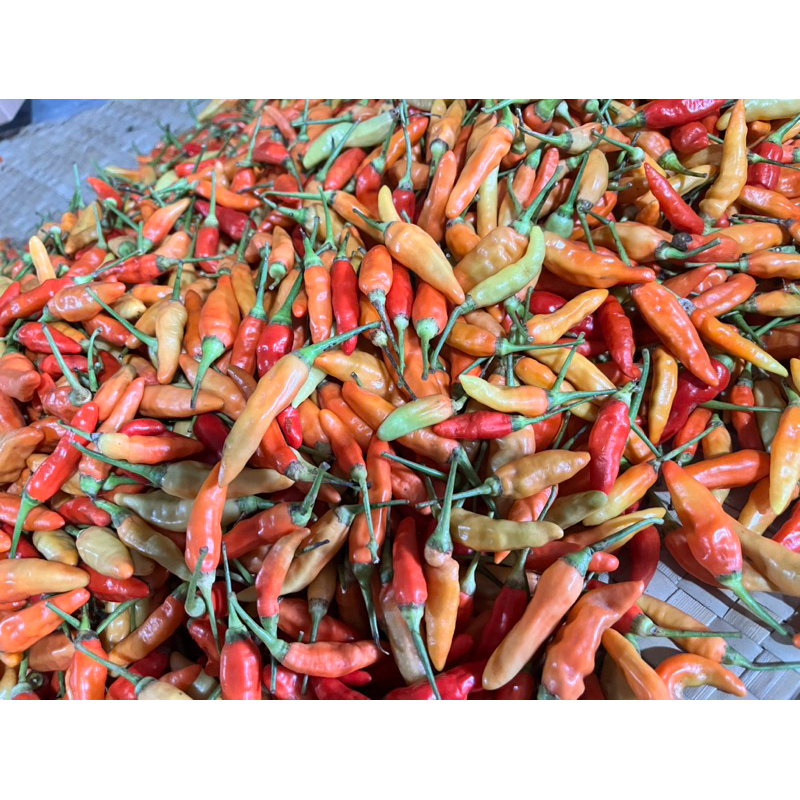 

Cabai Merah Ori 500gr Banyuwangi
