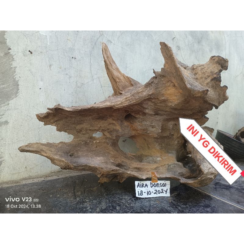 kayu rentek jumbo untuk aquascape, koleksi, tempat main reptil