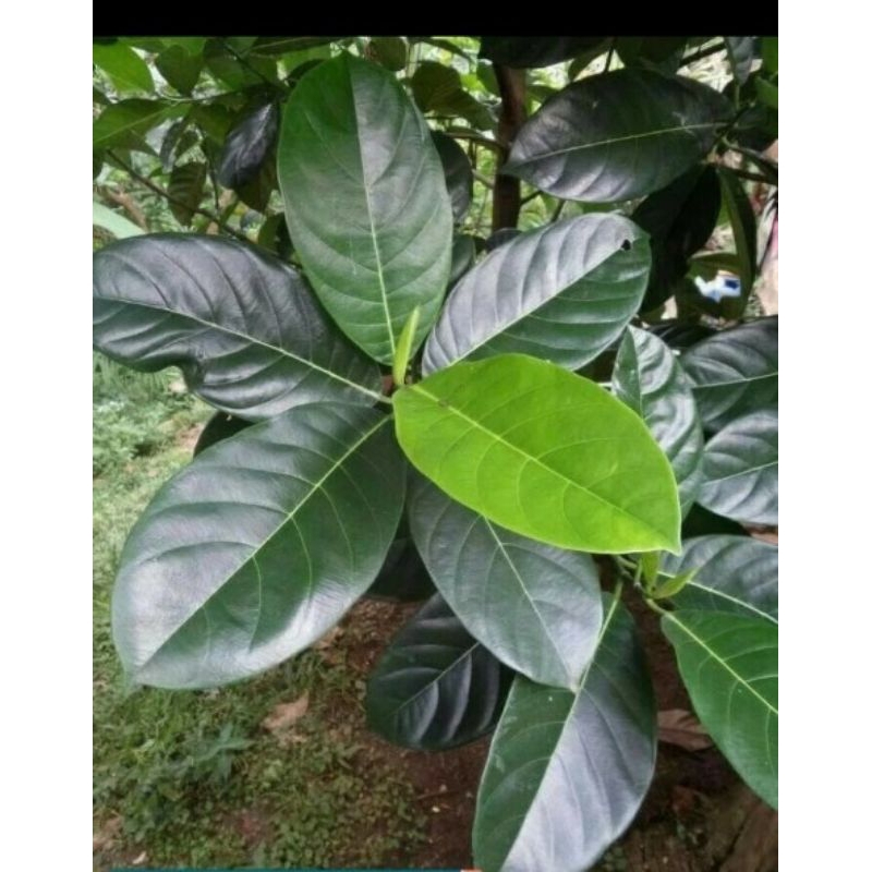 

Jual Promo 1kg Daun Nangka Segar Kesehatan Herbal Diabetes Kanker Dll