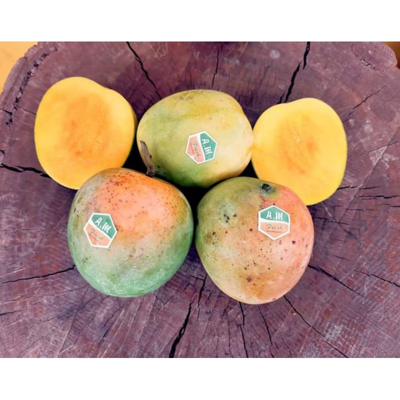 

mangga gincu