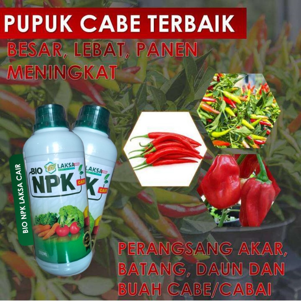 (PUPUK CABE) Obat Cabe/Cabai Paling Ampuh Berbuah dan Berbunga Lebat - Pupuk NPK LAKSA Pelebat Cabe,