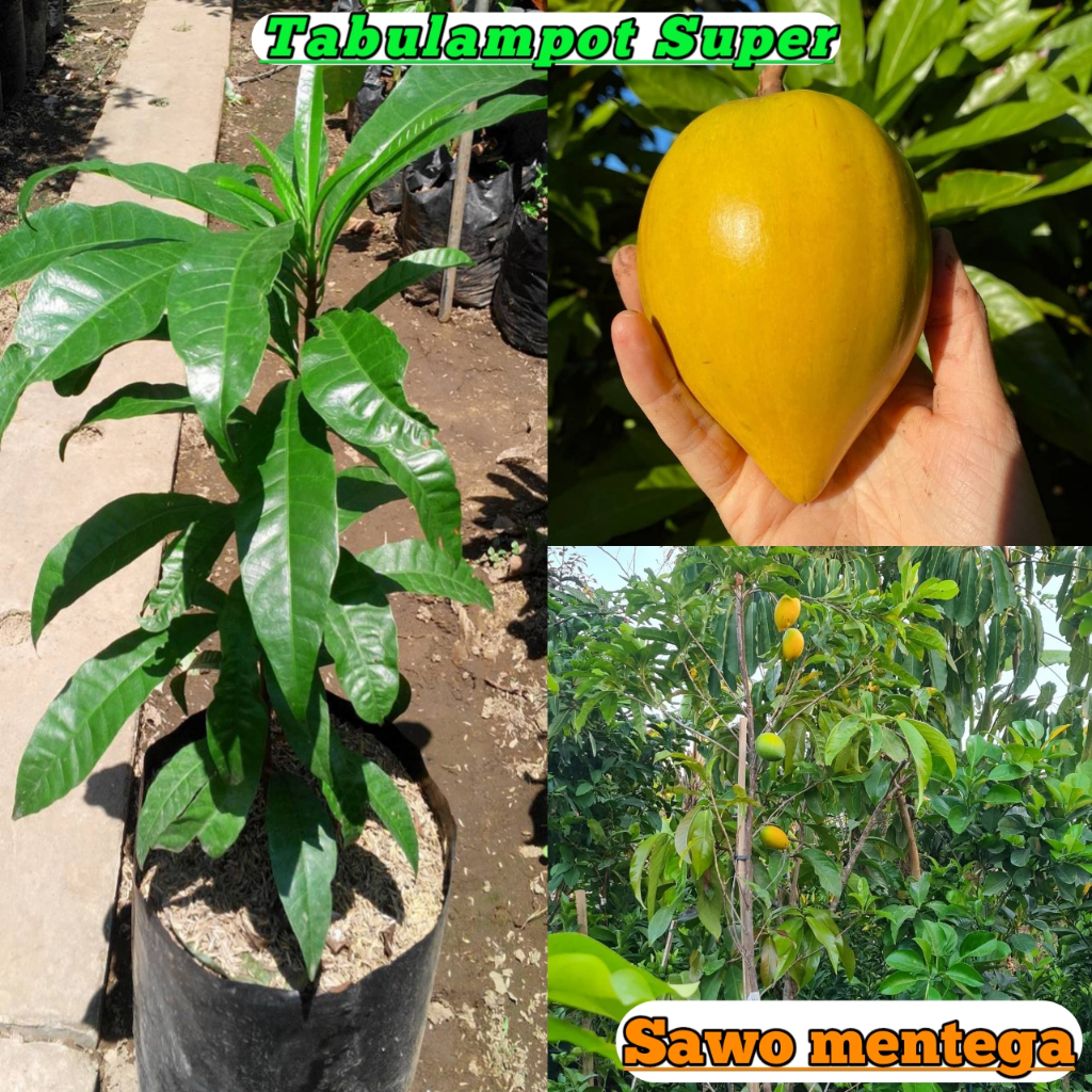 Bibit Sawo Mentega Asli Cangkok Super Unggul Cepat Berbuah Tanaman Buah Sawo Cangkok Super Genjah Ta
